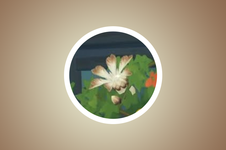 Où trouver les champignons anémophiles?