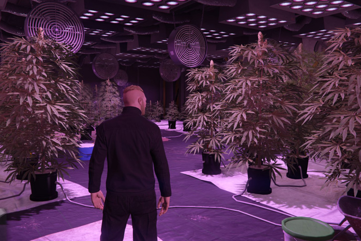 GTA 5 Online : Ferme de cannabis, comment acheter le lieu de production ?