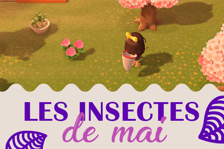 Insectes du mois de mai dans Animal Crossing New Horizons, hémisphère nord et sud