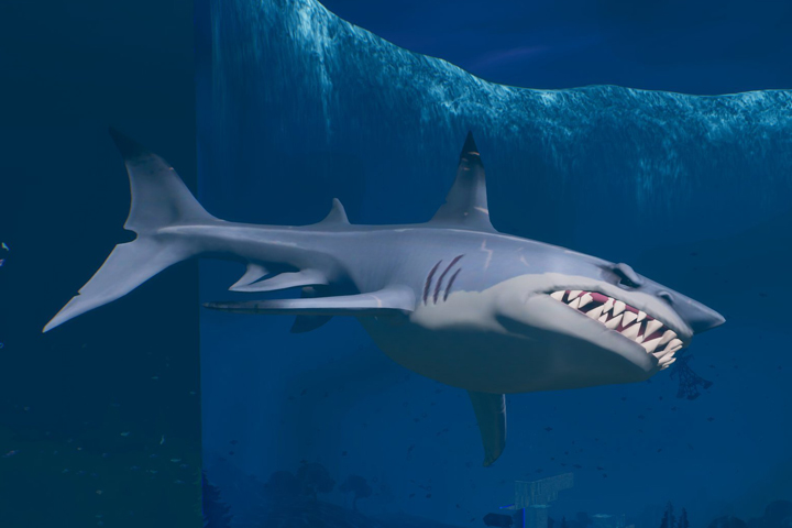 Défi du requin : Il avait les crocs