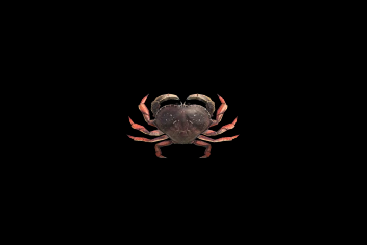 Crabe gazami dans Animal Crossing : New Horizons, où en trouver ?