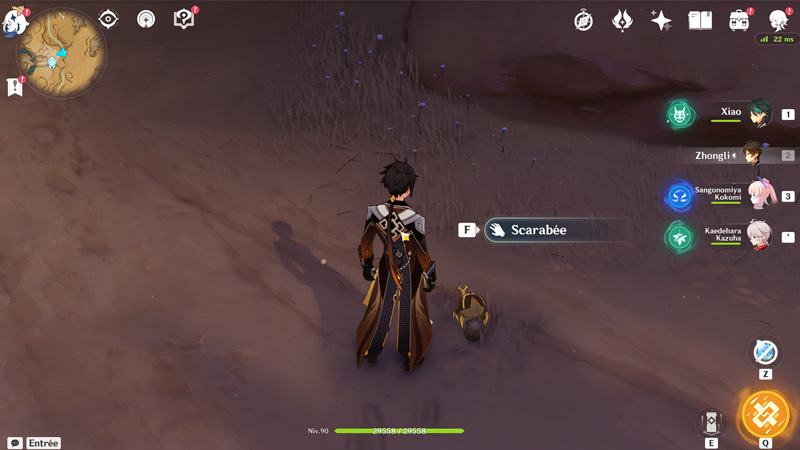 Où trouver des scarabées ?