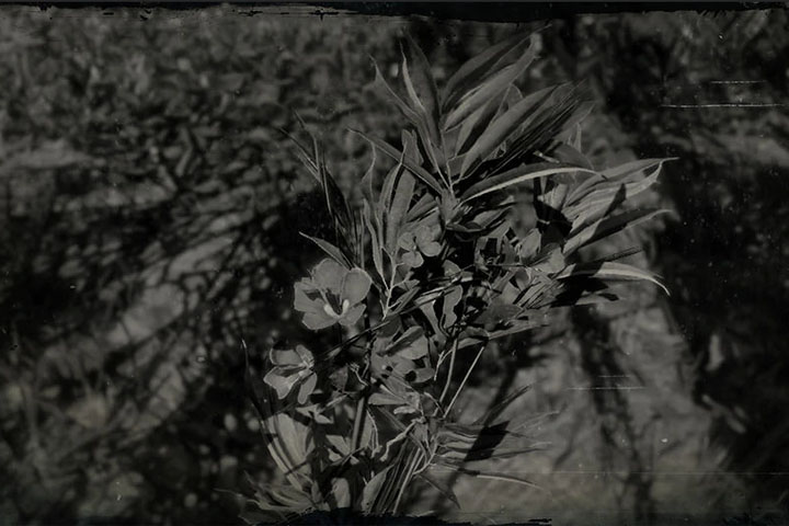 Où trouver du laurier rose dans Red Dead Redemption 2 ?