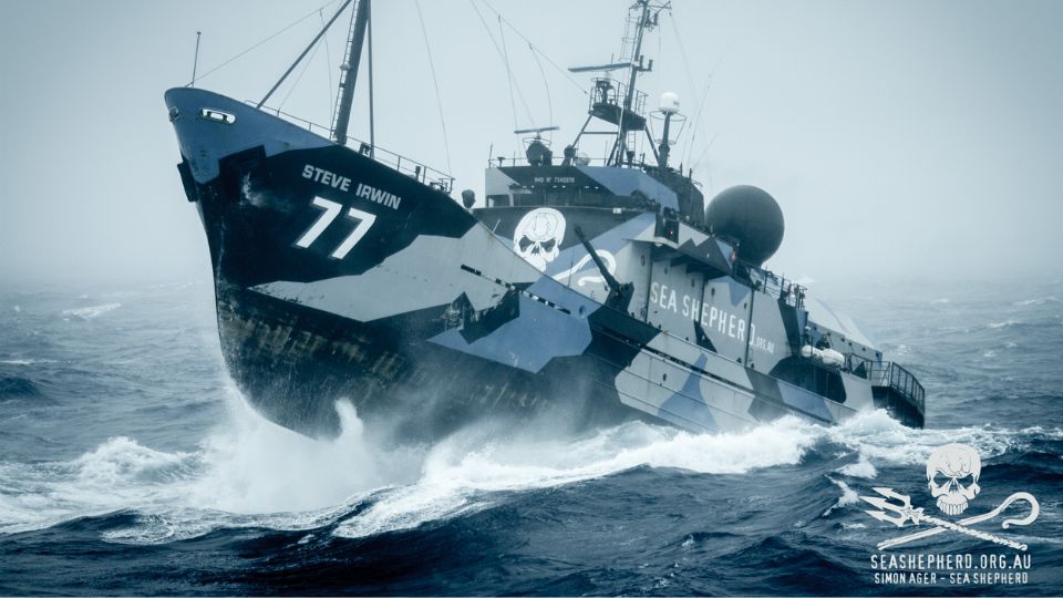 Sea Shepherd France, présentation de l'assocation du Z EVENT 2022